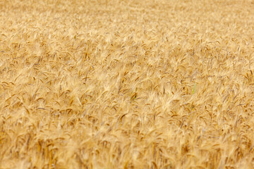 Gold wheat field, ripening ears of yellow wheat field