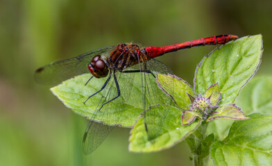 Ruddy darter on a leaf. dragonfly.
