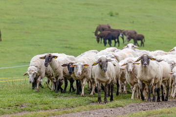 Sheep herd in National park Muranska Planina, Slovakia