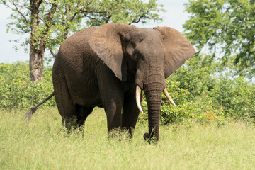 Fototapeta premium Éléphant d'Afrique, Loxodonta africana, Parc national Kruger, Afrique du Sud