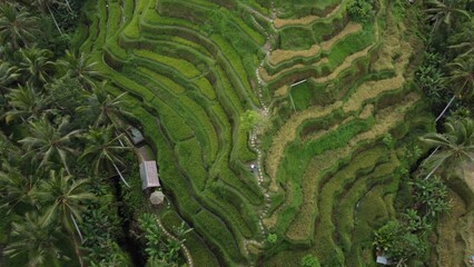 Rice fields in terraces, Bali, Indonesia
