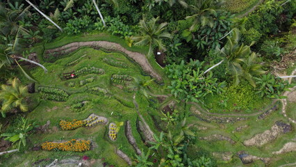 Fototapeta na wymiar Rice fields in terraces, Bali, Indonesia