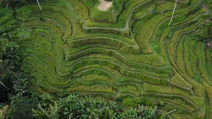 Rice fields in terraces, Bali, Indonesia