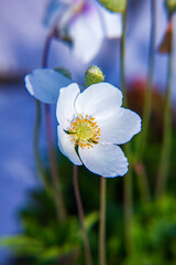 Białe kwiaty zawilca wielkokwiatowego (Anemone sylvestris) © Monika