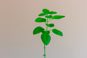 Sacred Tulsi Tree with white background from Unique Perspectives