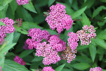 Spiraea japonica. Japanese spirea or meadowsweet in the garden.