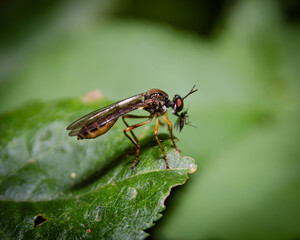 Robberfly on leaf