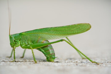 Large Great Green Bush Cricket (Tettigonia viridissima) laying eggs in the concrete expansion joint of a cycle path. Near the village Wedemark Negenborn, Lower Saxony, Germany in July.