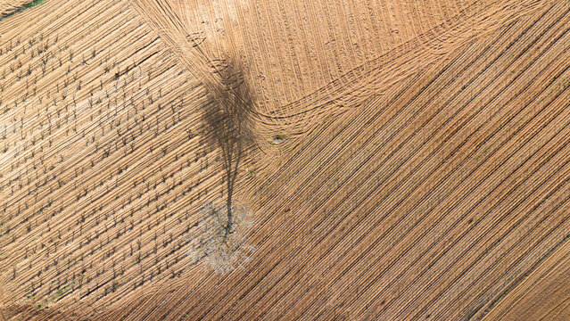 Aerial view of a lone tree in a vineyard during spring in the Ribera del Duero denomination of origin region in the Valladolid province of Spain