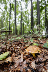 Mushrooms in the autumn forest, White Carpathians, Southern Moravia, Czech Republic
