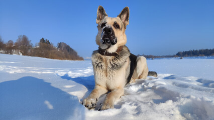 Dog German Shepherd on a big field in a winter day and white snow arround. Waiting eastern European dog veo