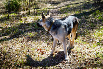 Naklejka na ściany i meble A large dog, the East-European Shepherd, is in nature on a sunny spring, autumn, or summer day. A German Shepherd is shown on a walk in good weather