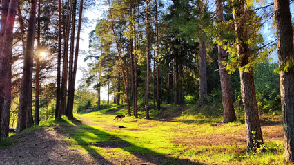 Clay dry dirt road in a pine forest on a sunny autumn, spring, or summer day. Natural landscape in good weather with the evening sun