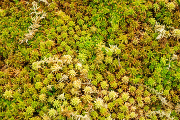 Pflanzen-Moos-Geflecht 