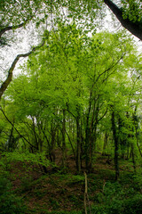 Obraz premium Sentiero dei 18 ponticelli, provincia di Modena, Emilia Romagna