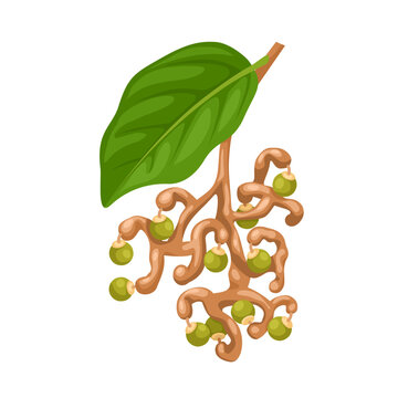 Vector illustration, Hovenia dulcis, Japanese raisin tree or oriental raisin tree, isolated on white background.