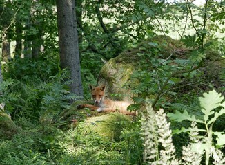 A young red fox in a coniferous forest on a sunny summer day. A predatory animal basks in the sunlight in a forest clearing.
