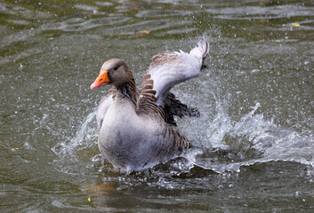 Greylag goose,Anser anser,  cleans its plumage on a lake.