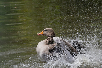 Greylag goose,Anser anser,  cleans its plumage on a lake.