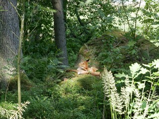 A young red fox in a coniferous forest on a sunny summer day. A predatory animal basks in the...