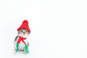 Surprised Kitten. Christmas Cat wearing a red knitted hat and scarf sitting on white background. Copy space for text. Banner for sale. Pet shop. Event agency.  Advertisement. New Year greeting card 