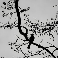birds on tree black color illustration 