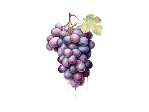 a painting of grapes on a white background
