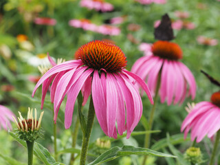Im rosa Blumenbeet (Echinacea Purpurea, Roter Sonnenhut)