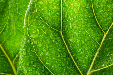 Green leaf with drops of water background