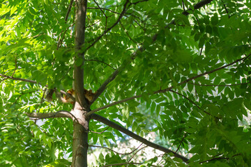 asquirrel on a tree trunk