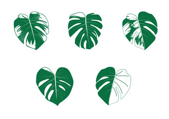 Variegated Monstera Deliciosa Leaf Vector Illustration .EPS .AI © matt