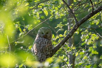 The Ural owl (Strix uralensis)on a branch