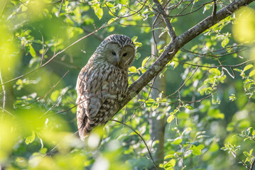 The Ural owl (Strix uralensis)on a branch