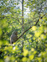 The Ural owl (Strix uralensis)on a branch