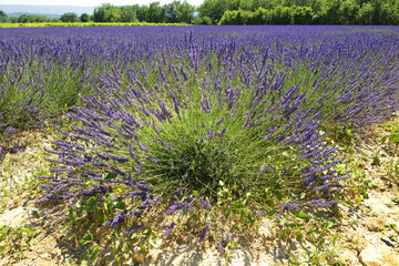 Fototapeta premium Landscape with lavender field near Roussillon, Provence, France