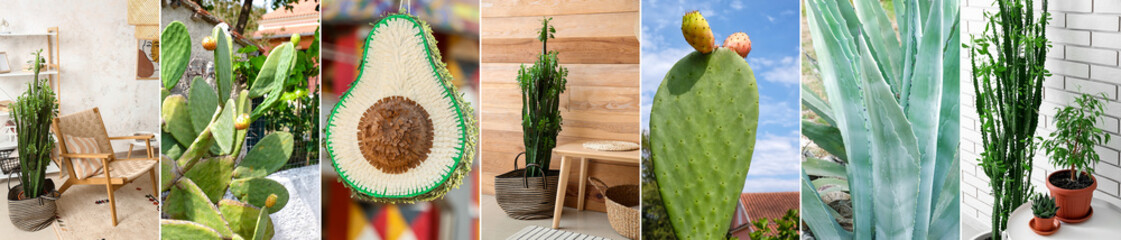 Collage of traditional Mexican pinata and green succulent plants