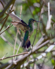 The flight of Fork-tailed Woodnymph also know as beija-flor-tesoura-verde.  Species Thalurania furcata. Birdwatching. Birding. Hummingbird.