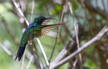 The flight of Fork-tailed Woodnymph also know as beija-flor-tesoura-verde.  Species Thalurania furcata. Birdwatching. Birding. Hummingbird.