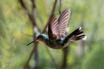 Fototapeta na wymiar The flight of Fork-tailed Woodnymph also know as beija-flor-tesoura-verde. Species Thalurania furcata. Birdwatching. Birding. Hummingbird.