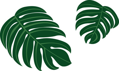Monstera leaves vector. Tropical botany elements 