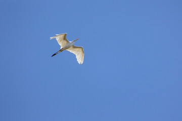 Fototapeta na wymiar The fligth of Great Egret also know the Garça or Garceta flying in a park. Species Ardea alba. Animal world. Bird lover. Birdwatcher. Birding