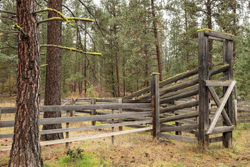 Historic wooden cattle chute and corral in the pine forest