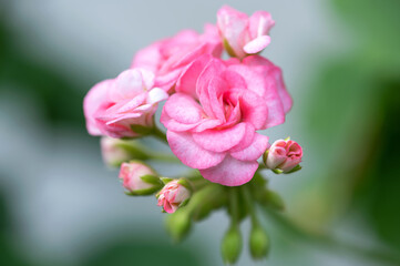 Obraz premium Pink geranium flowers in bloom on a bush close-up.