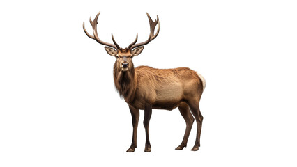 Elk isolated on transparent background