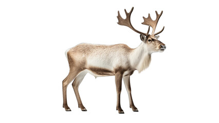 Caribou isolated on transparent background