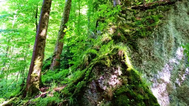 Felsen in gr&uuml;nem &uuml;rigen m&auml;rchenhaften Wald