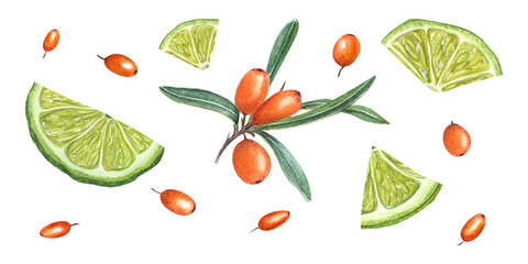 Watercolor botanical illustration of sea buckthorn, lime slices. Composition of fresh ripe berries isolated on transparent background. Set for the design of package design, advertising posters
