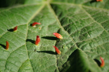 Bright red galls of the lime gall mite Eriophyes tiliae
