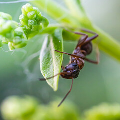 ant on a leaf