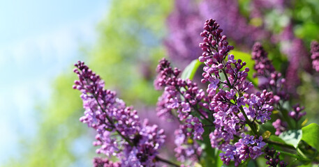 Obraz premium Blooming lilac close-up. Spring lilac